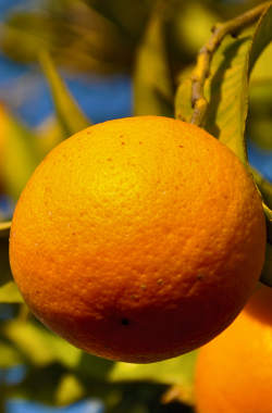 Frische Saftapfelsinen auf dem Grundstück der Casa Ria