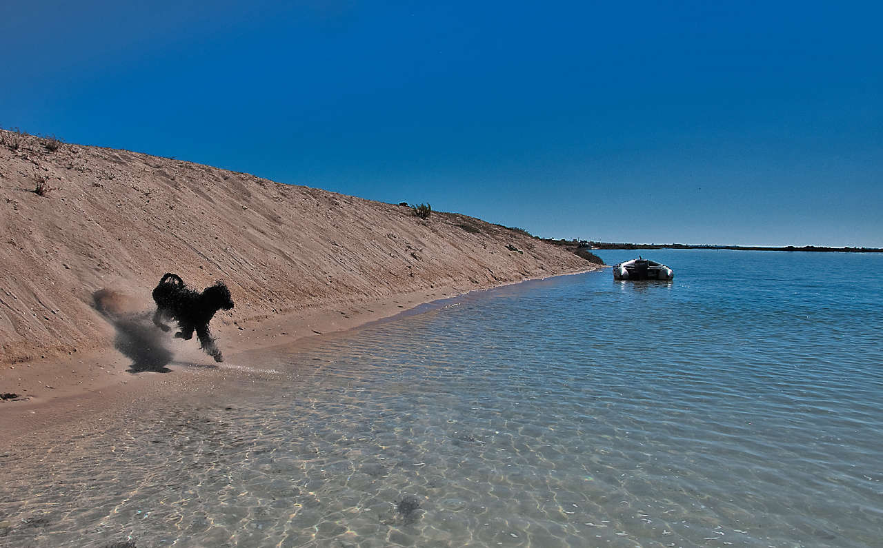 Portugiesischer Wasserhund - Schlauchboot