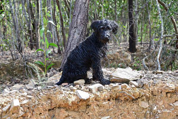 Im Wald: Portugiesischer Wasserhund Welpe 13 Wochen alte Hündin