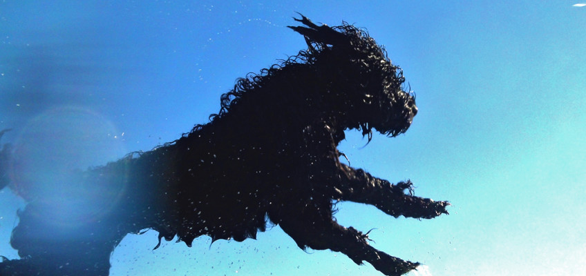 springender Hund vor blauem Himmel