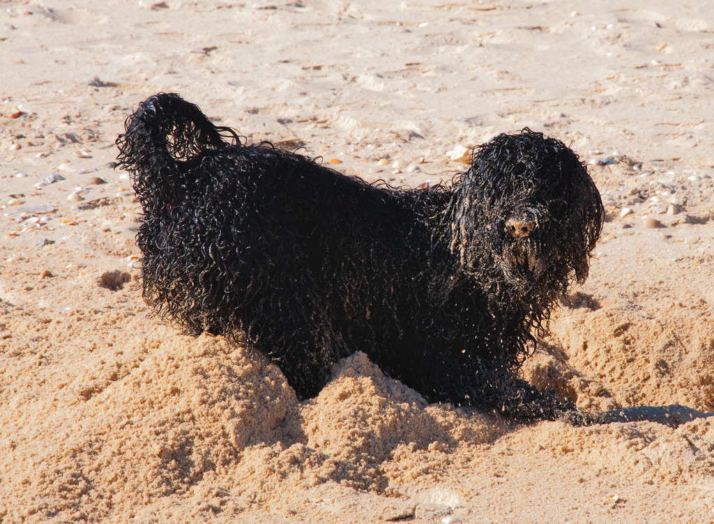 Wasserhund buddelt im Sand