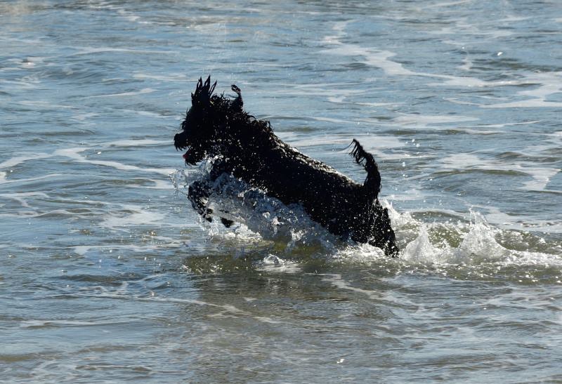Chily - Portugiesischer Wasserhund - Happy Birthday