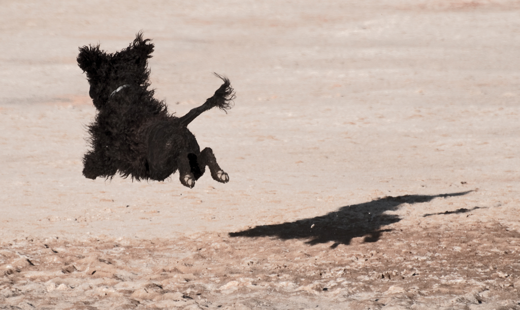 fliegender Portugiesischer Wasserhund