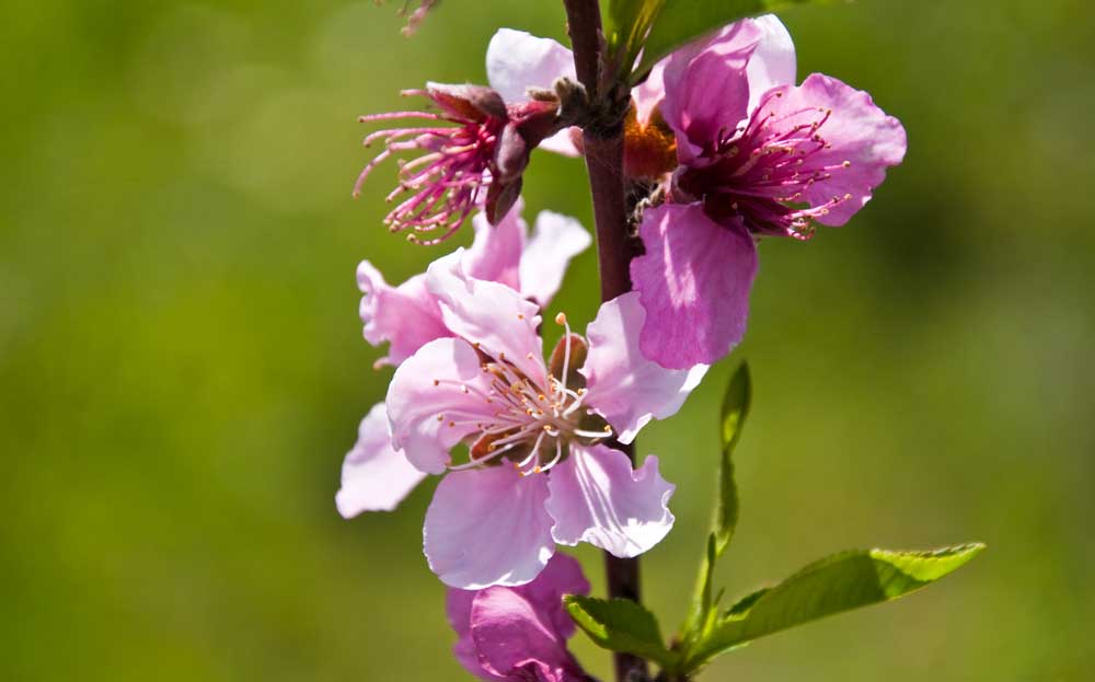 Pfirsich Blüte an der Algarve