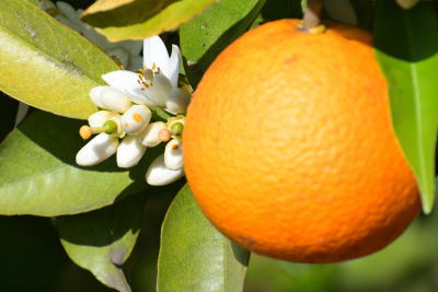 Orange am Baum mit noch geschlossener Orangenblüte