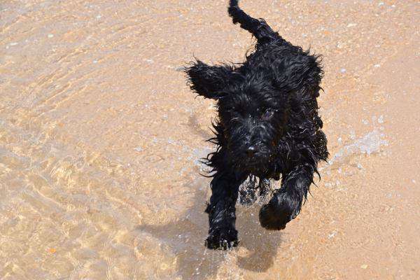 Portugiesischer Wasserhund Welpe Hündin das erste Mal am Strand