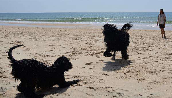 Portugiesischer Wasserhund Welpe Hündin das erste Mal am Strand