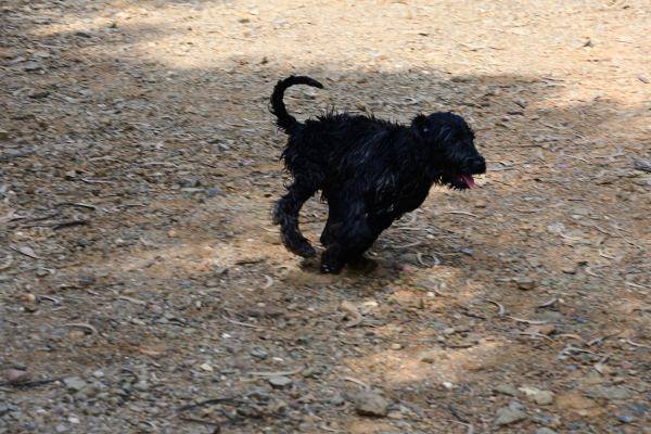 Portugiesischer Wasser Hund Welpe Hündin 