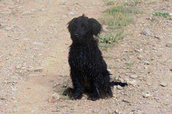 Portugiesischer Wasser Hund Welpe Hündin 