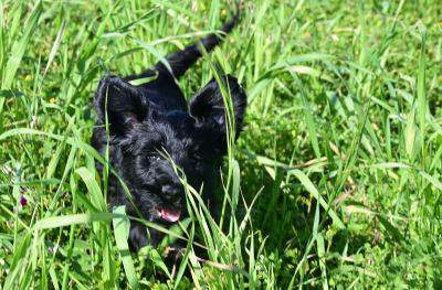 Portugiesischer Wasserhund - Hündin - 9 Wochen - Welpe im Gras