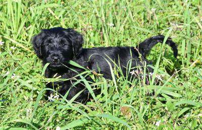 Portugiesischer Wasserhund - Hündin - Welpe im Gras