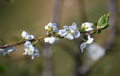 Pflaumenbaumblüte