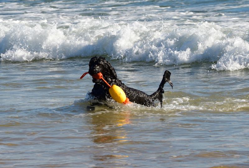 Chily - Portugiesischer Wasserhund - Happy Birthday