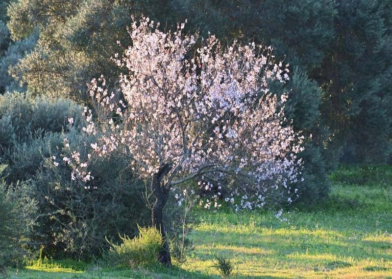Blühender Mandelbaum Algarve Casa Ria