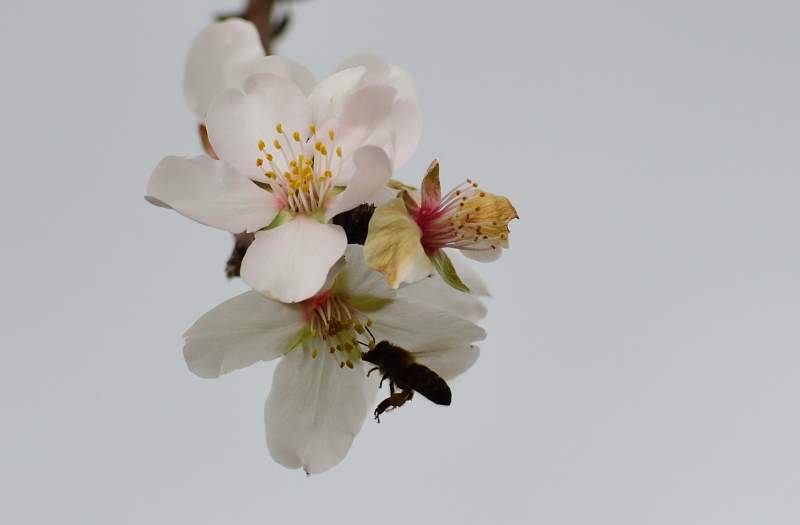 Biene sammelt Pollen während der Mandelblüte