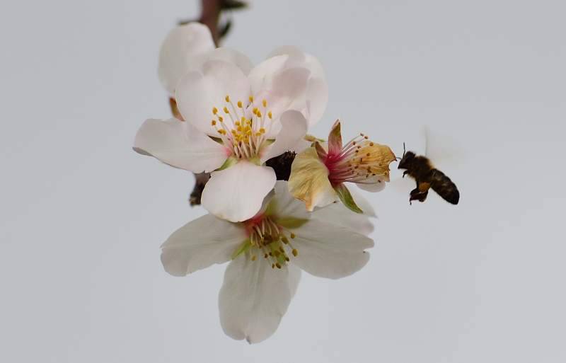 Biene im Anflug auf Mandelblüten