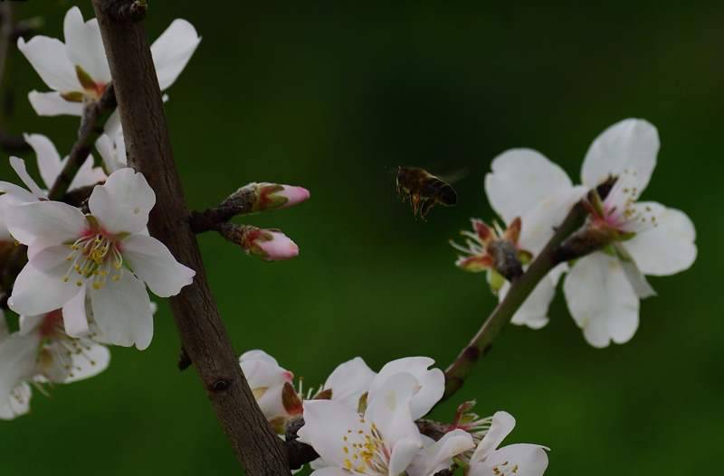 Mandelblüten Hopper