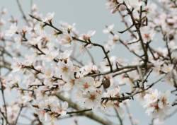 weiße Mandelblüten