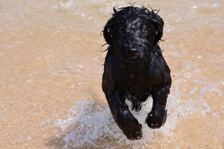Portugiesischer Wasserhund Welpe Hündin 3 Monate jung