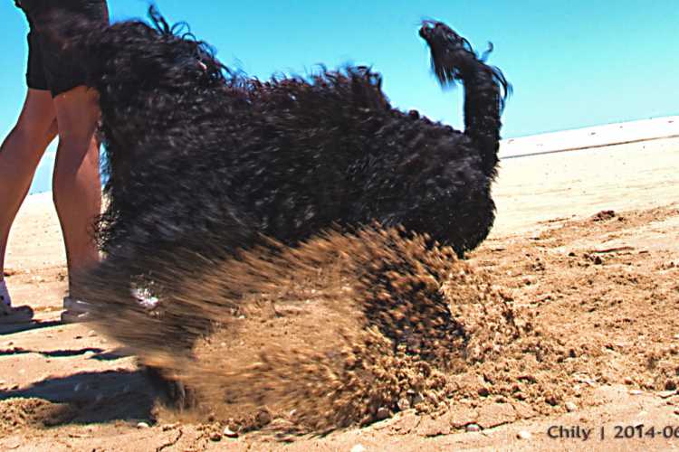 Hund bremst im Strandsand
