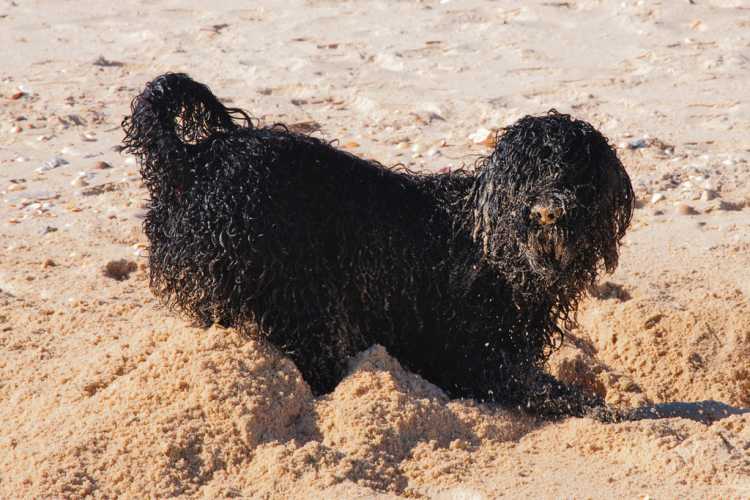 Wasserhund buddelt im Sand