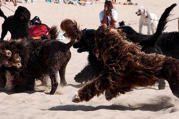 Cão de Água Portugues Hundegruppe spielt
