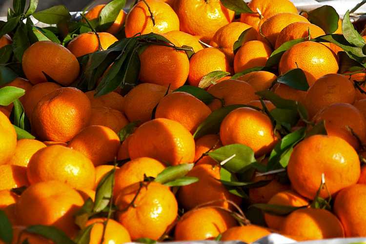 Markt frische Mandarinen und Clementinen