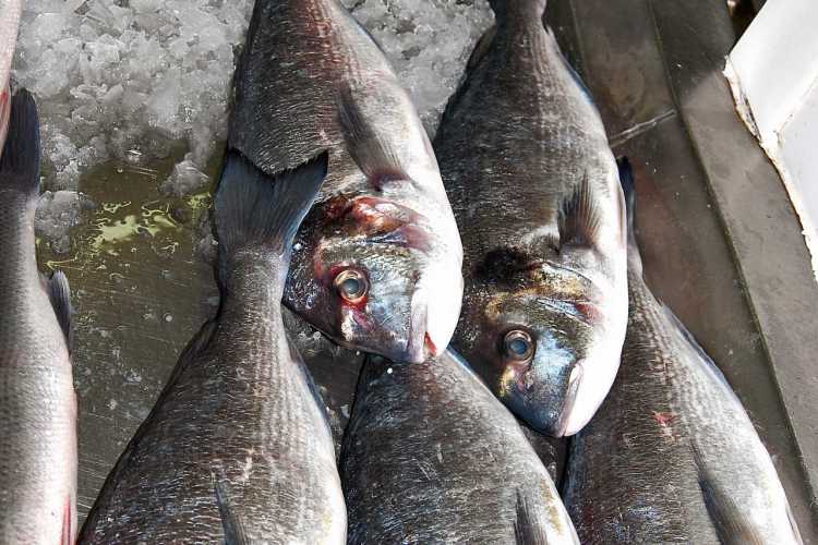 Fischmarkt Olhão - innen - frischer Fisch Dorade